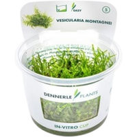 Produktbild von Dennerle Vesicularia montagnei Moos In-Vitro 1 Stück