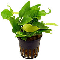 Produktbild von Dennerle Zwergspeerblatt Anubias barteri var. nana Gold lebende Aquarienpflanze im Kunststofftopf - 1 Stk.