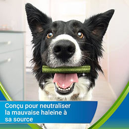 DentaLife Activfresh Zahnpflege-Snack für erwachsene Hunde Mini ohne Farb- und Aromastoffe 115 g – Bild 1 von 4