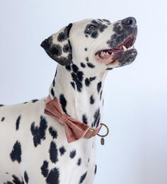 Designed by Lotte Hundehalsband Zaza Halstuch aus Velours in Rosa – Bild 1 von 7