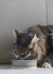 Designed by Lotte Katzennapf Joa Keramik Futternapf Grau 210ml - 300 ml – Bild 1 von 6