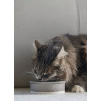 Produktbild von Designed by Lotte Katzennapf Joa Keramik Futternapf Grau 210ml - 300 ml