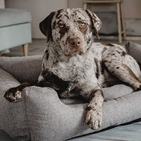 Produktbild von District70 Classic Box Hundebett Hellgrau XL 117 x 82 cm