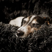 Produktbild von District70 Hundebett Fuzz Hellgrau Größe L aus Polyester