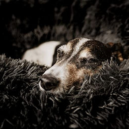Produktbild von District70 Hundebett und Katzenbett Fuzz Grau Größe M aus Polyester