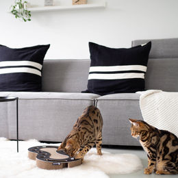 District70 Snake Interaktives Katzenspielzeug aus Kratzpappe mit Kugelbahn Schwarz 54 x 28 x 6 cm – Bild 1 von 7