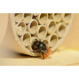 dobar Profi-Wildbienenhotel aus Holz mit Papierröhrchen als Insektenhotel für Masken- Mauer- und Seidenbienen 16 x 12,5 x 23 cm Natur – Bild 1 von 5
