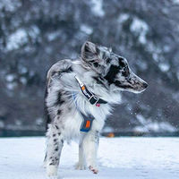 Produktbild von Dog Copenhagen Polar Collar Hundehalsband aus Nylon in Schwarz Größe L wasserabweisend