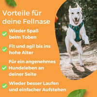 Produktbild von Dog-Native Wildfischöl für Hunde mit Sardine und Hering, kaltgepresstes Omega-3 Öl für Haut, Fell und Gelenke, 500ml - 500 ml