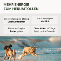 Produktbild von DOG1 Grünlippmuschelpulver Vollfett für Hunde zur Gelenkunterstützung 1000g