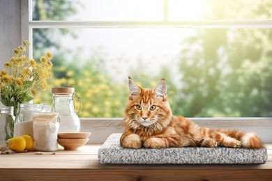 DOGGY Katzen Fensterliege mit rutschfestem Katzenkissen und waschbarem Stoffbezug in Grau 60x25 cm – Bild 1 von 6