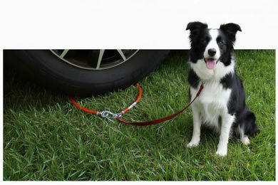 Produktbild von DOGsafer Hunde-Anleinen-Befestigung für Van Wohnwagen und Wohnmobil in Grün
