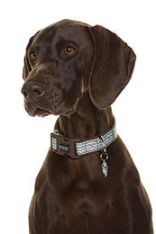 DOOG Luna Neopren Hundehalsband wasserabweisend Größe S Bunt – Bild 1 von 5
