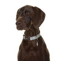 Produktbild von DOOG Luna Neopren Hundehalsband wasserabweisend Größe S Bunt