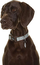 DOOG Neopren-Hundehalsband Luna Bunt Größe M wasserabweisend und hautschonend – Bild 1 von 5