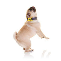 Produktbild von DOOG Neopren-Hundehalsband Odie wasserabweisend Grau Gelb Größe S