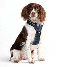 DOOG Neotech Sportgeschirr für Hunde Blau Neoprengepolstert Größe M – Bild 1 von 4