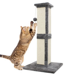 Dripio Katzenkratzbaum mit Sisal-Stamm und Ball in Grau – Bild 1 von 1