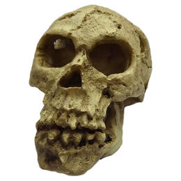 Produktbild von Duvo+ Aquariumdekoration Schädel Höhle für Fische in Beige 10,5x7x7,5cm