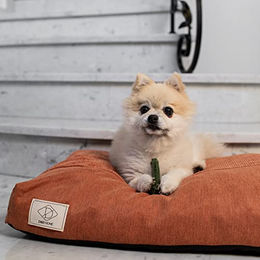 Duvo+ Garden Bites Toby Toothbrush Veganer Zahnpflege-Snack für Hunde Glutenfrei 510 g - 510 g – Bild 1 von 10