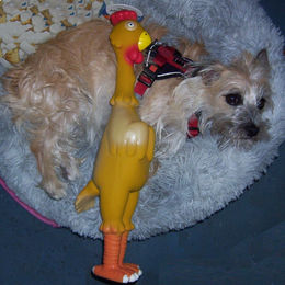 DUVO+ Quietschspielzeug Huhn aus Latex für Hunde – Bild 1 von 2