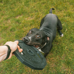 Duvo+ Wurfspielzeug Hantelscheibe für Hunde aus Gummi Schwarz Schwimmend 23cm – Bild 1 von 2