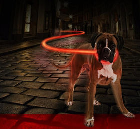 Duvoplus Flash Leuchthalsband für Hunde aus Silikon mit USB-Ladefunktion in Rot Größe L - 27 cm – Bild 1 von 4