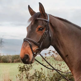 Dy'on Gummizügel für Pferde mit 7 Lederstoppern und Ringverschluss in Braun – Bild 1 von 3