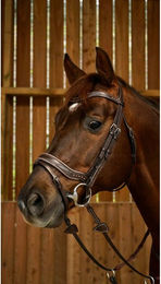 Dy'on Trense Working Collection Fit für Vollblut in Schwarz aus Leder – Bild 1 von 2