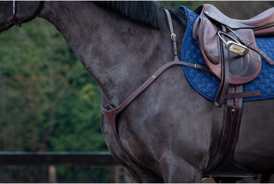 Dyon DCollection Leder Vorderzeug Long Bridge für Vollblut Pferde – Bild 1 von 2