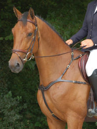 Dyon Dyon Collection Anatomisches Leder-Vorderzeug für Vollblut Pferde – Bild 1 von 7