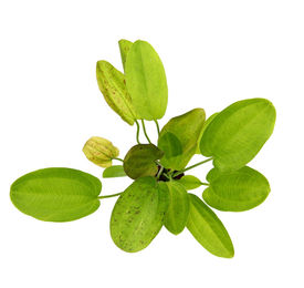 Produktbild von Echinodorus 'Getüpfelter Harbich' Topf