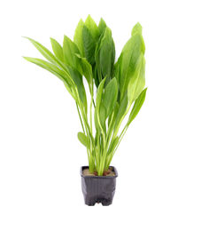 Produktbild von Echinodorus grisebachii 'Bleherae' Topf XL