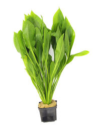 Produktbild von Echinodorus grisebachii 'Bleherae' Topf XXL