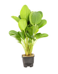 Produktbild von Echinodorus 'Kleiner Bär' Topf XL