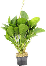 Produktbild von Echinodorus 'Kleiner Bär' Topf XXL