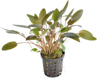 Produktbild von Echinodorus Opacus Aquarium Pflanze