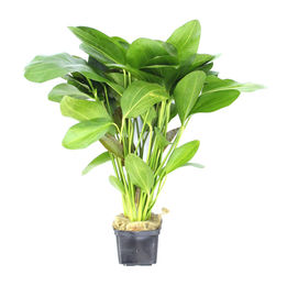 Produktbild von Echinodorus 'Ozelot' Topf XXL