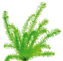 Produktbild von Egeria densa 'tropische Art' Topf