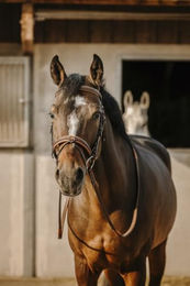 Ekkia Eric Thomas Trense Trensenzaum Work Büffelleder schwarz Sperriemen abnehmbar – Bild 1 von 4