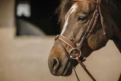 EKKIA Eric Thomas Trense Work Büffelleder – Bild 1 von 3