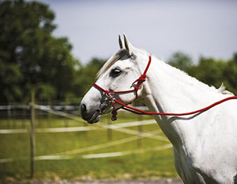 EKKIA Ethnologisches Halfter mit Zügel rot – Bild 1 von 2