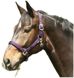 Produktbild von Eldorado Nylonhalfter Lea lila Pony