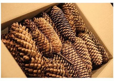 Produktbild von ELMATO Snackball Fichtenzapfen Zusatzfutter