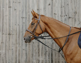 Produktbild von Enrênement élastique pour cheval Norton Pro Thiedeman