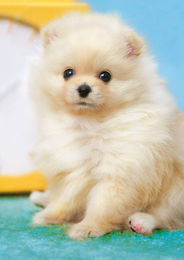 Produktbild von Epoch 108-teiliges Puzzle Hund Flauschiger Zwergspitz x Inkl. Punkteschein Inkl. EPOCH Kreatur/Haustier (18,2 25,7 cm) 01-071 Kleber, Spachtel,