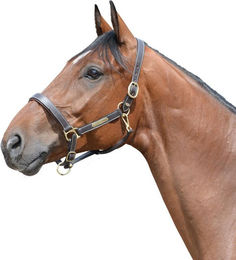 Produktbild von EQuest Lederhalfter Inscribe für Pferde