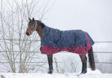 Produktbild von Equi-Theme Winterdecke Highneck 300g Füllung TYREX 1200D