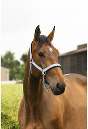 Produktbild von Equithème Halfter Air für Pferde