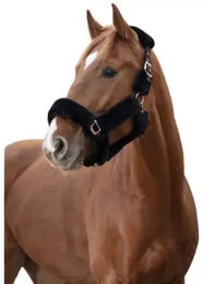 Produktbild von Equithème Halfter Teddy Rose Gold Schwarz Pferdeausrüstung